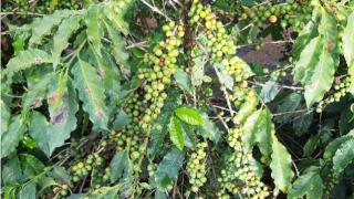 EFEITO TÔNICO DO FUNGICIDA DA MOLÉCULA PICOXYSTROBINA NA FORMAÇÃO DE MUDAS DE CAFEEIRO ARÁBICA