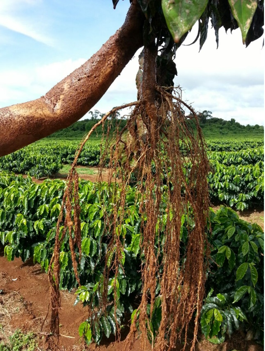 Projeto de Café Conilon Nutrirrigado por Gotejamento Enterrado na